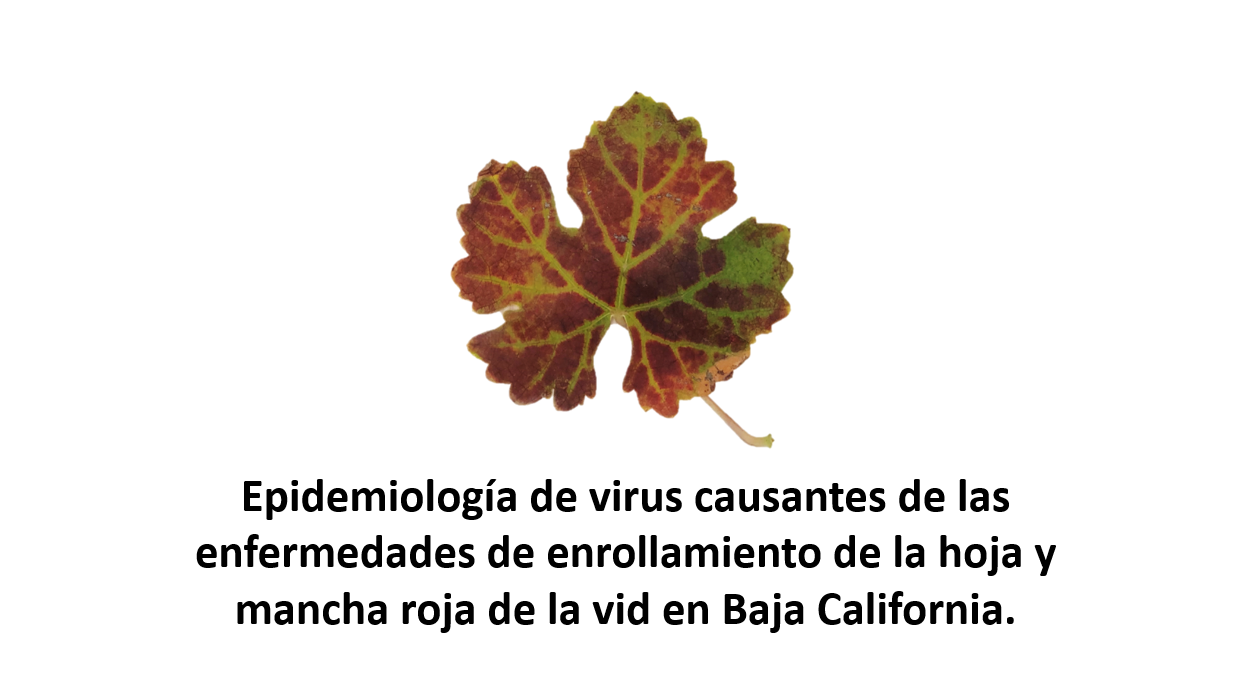Proyecto 1