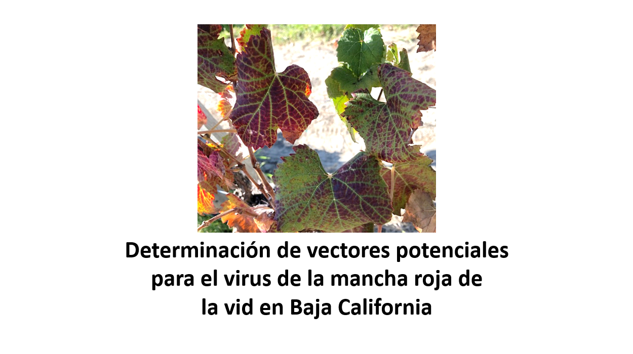Proyecto 2