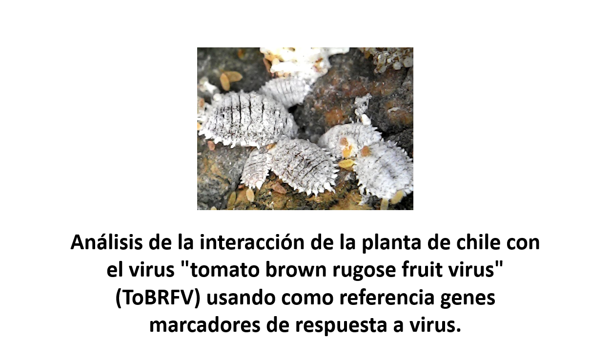 Proyecto 3